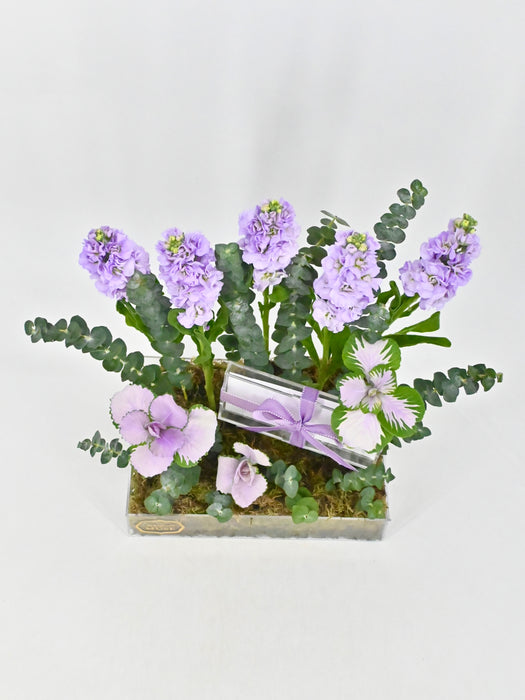 Marine Lilac Money Garden