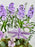 Marine Lilac Money Garden