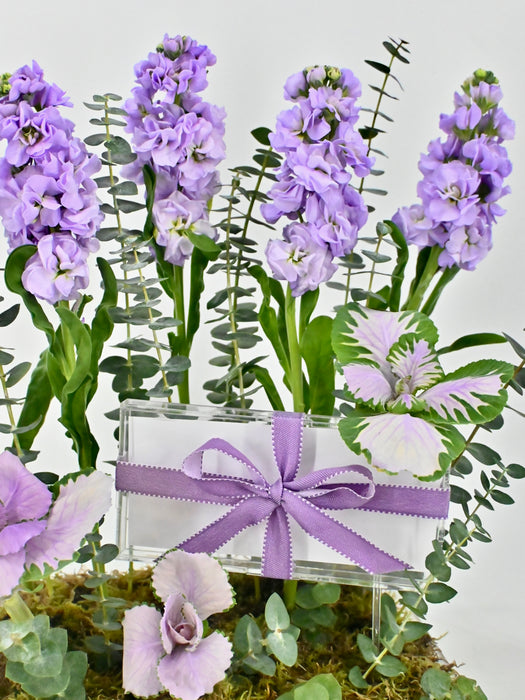 Marine Lilac Money Garden