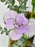 Marine Lilac Money Garden