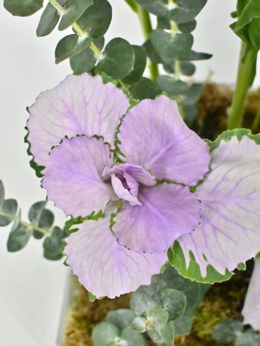 Marine Lilac Money Garden