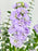 Marine Lilac Money Garden