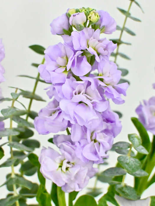 Marine Lilac Money Garden