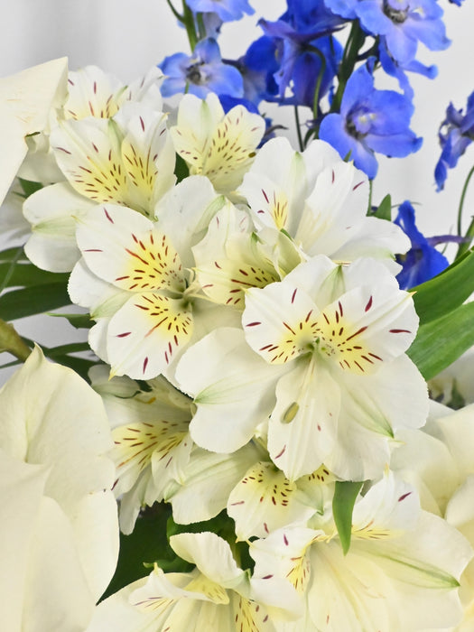 Little Blessings Money Bloom