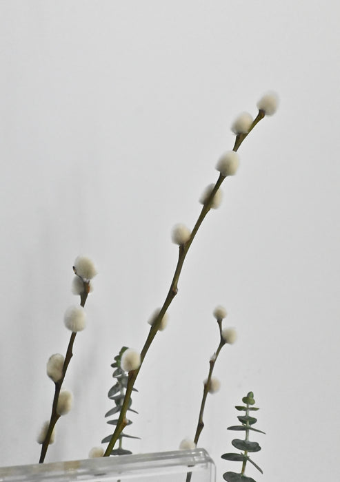 Little Blessings Money Bloom