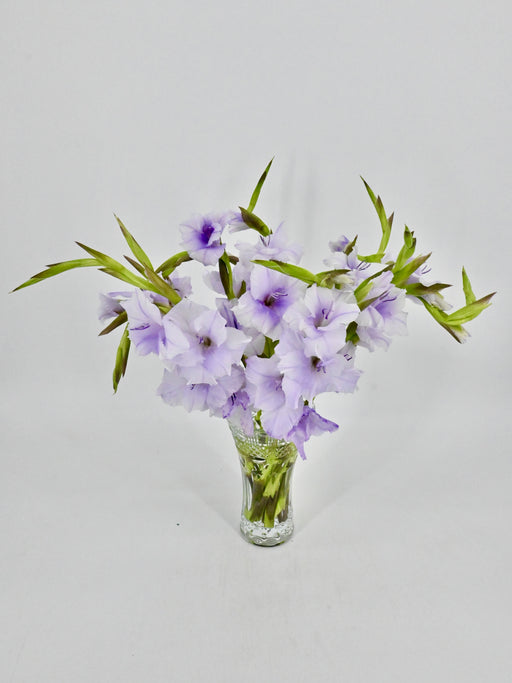 Gladiola Bloom