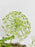 White Bloom Box