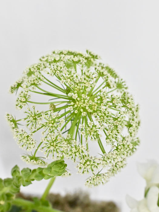 White Bloom Box