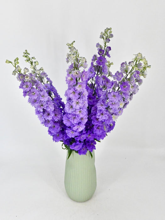 Luxurious Delphinium