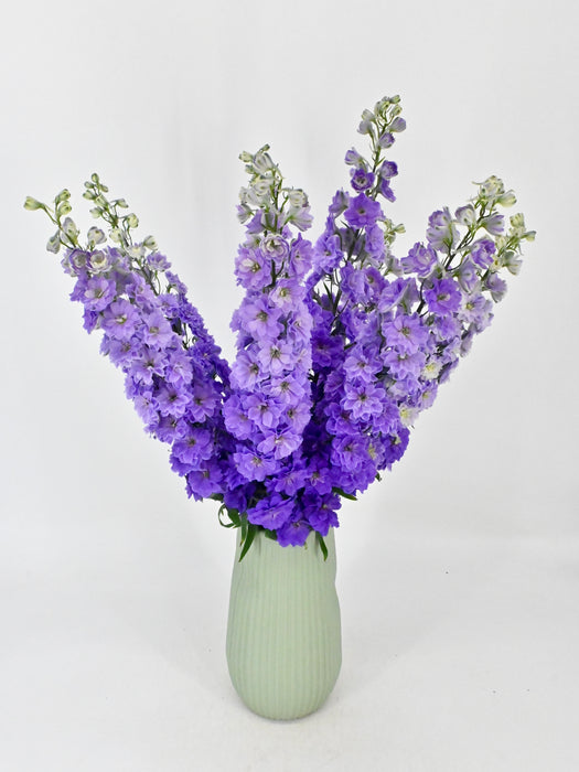 Luxurious Delphinium