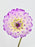 Garden of Dahlia's