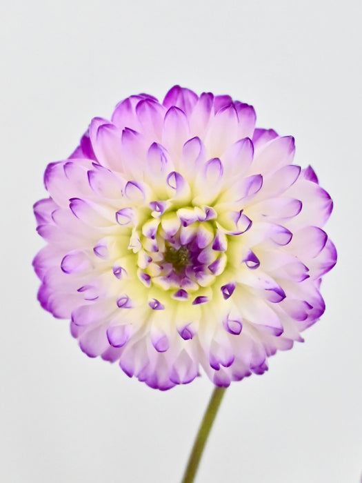 Garden of Dahlia's
