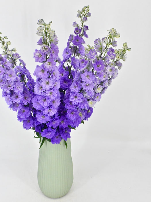 Luxurious Delphinium