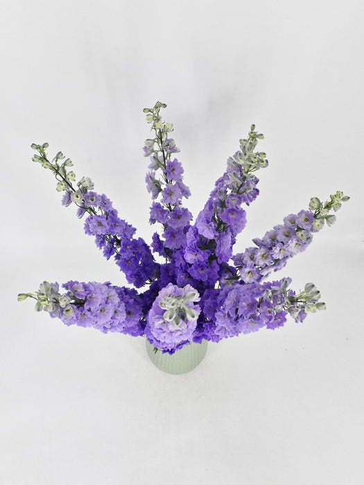 Luxurious Delphinium