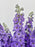 Luxurious Delphinium