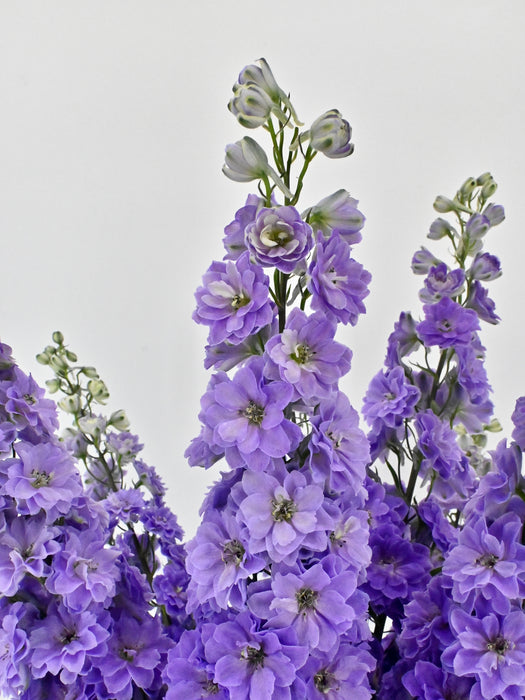 Luxurious Delphinium