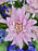 Purple Garden