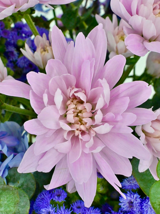 Purple Garden