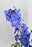 Azure Whisper Money Bloom