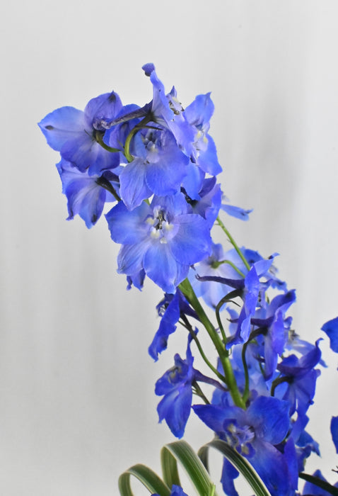 Azure Whisper Money Bloom