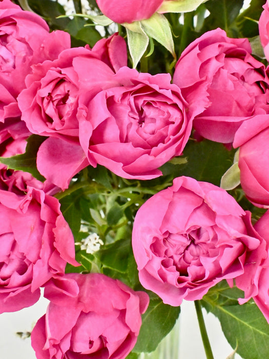 Cerise