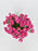 Cerise