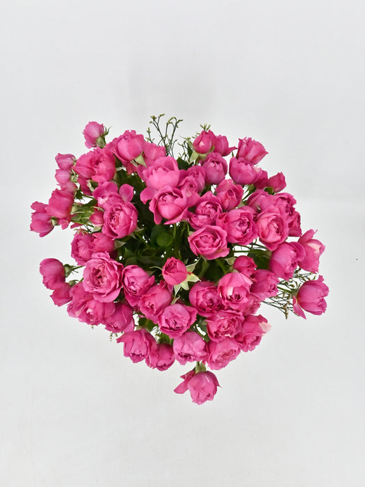 Cerise