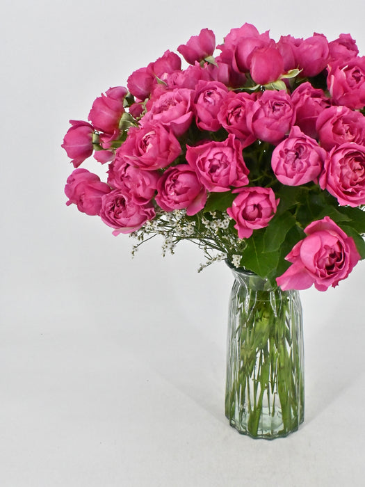 Cerise