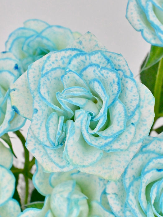 Ice Blue Baby