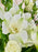 Porcelina Garden