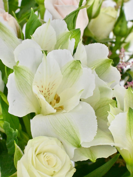 Porcelina Garden