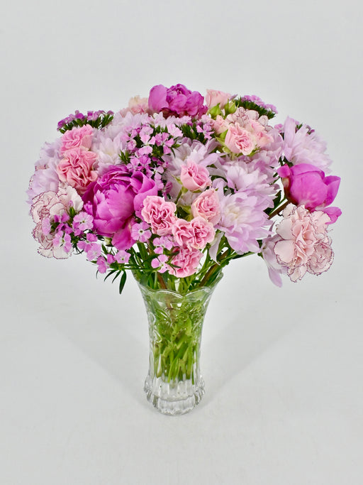 Dianthus Blooms