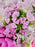 Dianthus Blooms