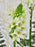 Orni Garden Money Arrangement