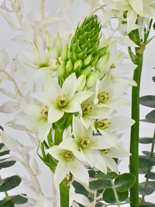 Orni Garden Money Arrangement