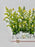 Soli Money Arrangement