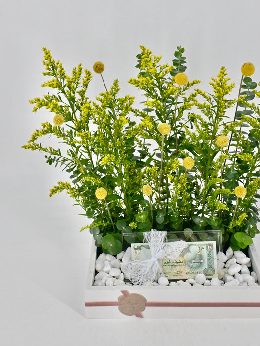 Soli Money Arrangement