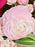 Pink Bombastic Cloni Bouquet