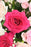 Pink Bombastic Cloni Bouquet