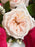 Pink Bombastic Cloni Bouquet