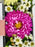 Cute Money Garden