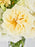 Serenity Floral Vase Arrangement