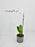 phalaenopsis