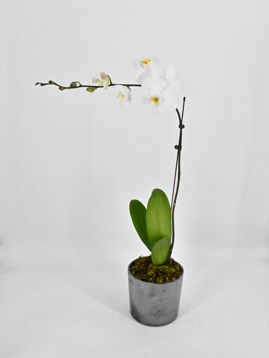 phalaenopsis