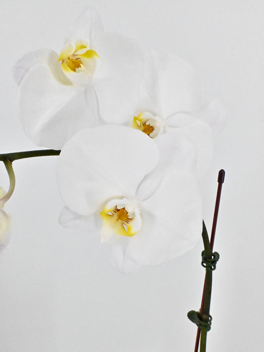 phalaenopsis
