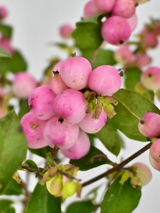 Pink Berry