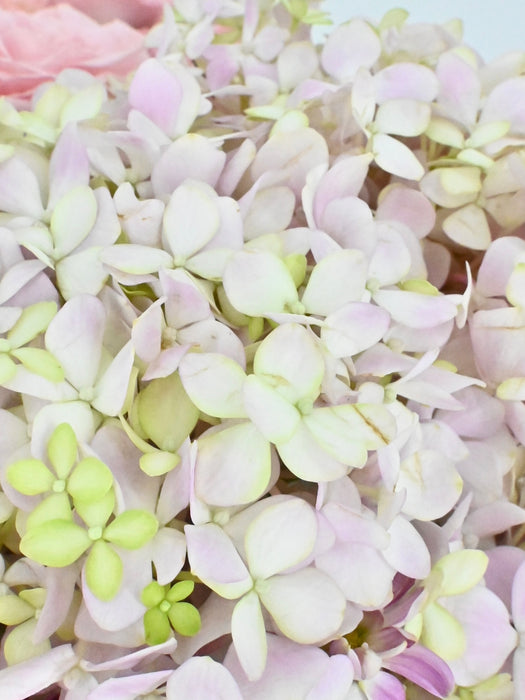 Soft Pinks