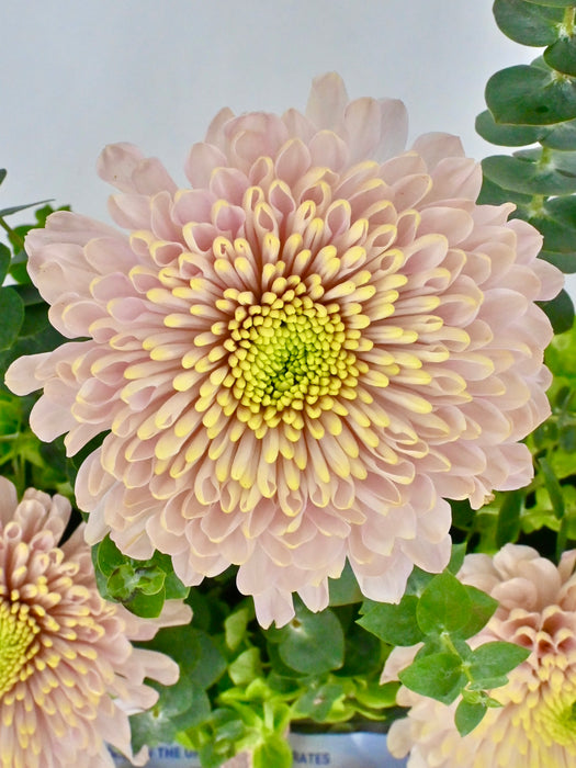 Empress Beauty
