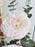 Germini Cute Money Gift