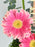 Germini Cute Money Gift